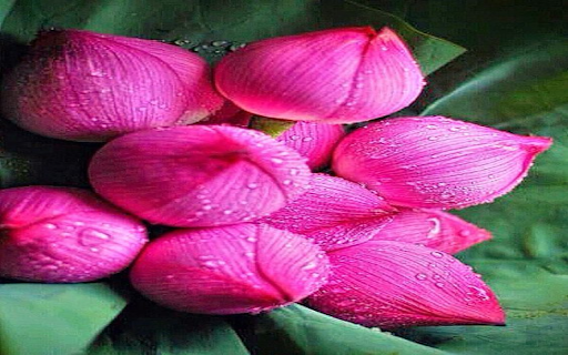 Fresh pink lotus bud wallpaper from Chrome web store to be run with OffiDocs Chromium online Fresh pink lotus bud wallpaper from Chrome web store to be run with OffiDocs Chromium online