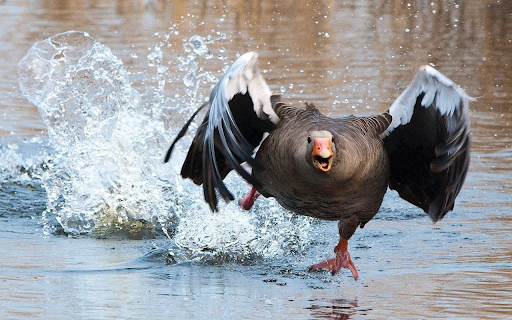Geese fly over the water from Chrome web store to be run with OffiDocs Chromium online Geese fly over the water from Chrome web store to be run with OffiDocs Chromium online
