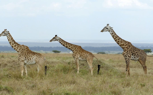 Giraffe: The Graceful Giant of the Savannah from Chrome web store to be run with OffiDocs Chromium online Giraffe: The Graceful Giant of the Savannah from Chrome web store to be run with OffiDocs Chromium online
