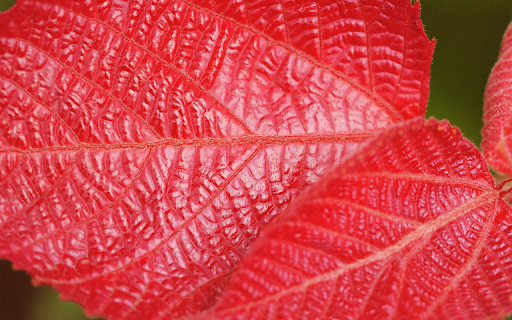 Glossy red veined leaves from Chrome web store to be run with OffiDocs Chromium online Glossy red veined leaves from Chrome web store to be run with OffiDocs Chromium online