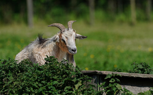 Goat and tree from Chrome web store to be run with OffiDocs Chromium online Goat and tree from Chrome web store to be run with OffiDocs Chromium online