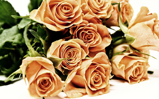Golden brown roses from Chrome web store to be run with OffiDocs Chromium online Golden brown roses from Chrome web store to be run with OffiDocs Chromium online