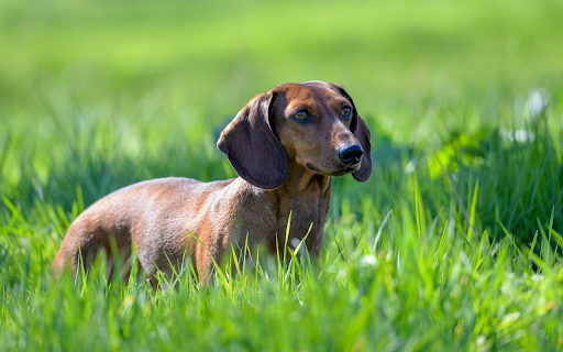 Golden Dwarf Dog from Chrome web store to be run with OffiDocs Chromium online Golden Dwarf Dog from Chrome web store to be run with OffiDocs Chromium online