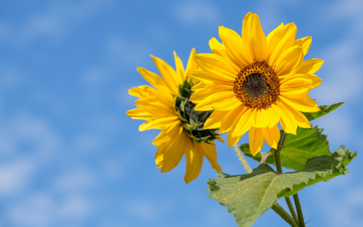 Golden Faces, Skys Azure Canvas from Chrome web store to be run with OffiDocs Chromium online Golden Faces, Skys Azure Canvas from Chrome web store to be run with OffiDocs Chromium online