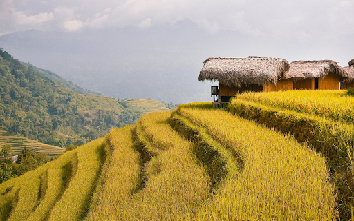 Golden Rice Terraces from Chrome web store to be run with OffiDocs Chromium online Golden Rice Terraces from Chrome web store to be run with OffiDocs Chromium online