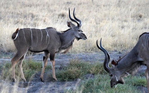 Gray antelope from Chrome web store to be run with OffiDocs Chromium online Gray antelope from Chrome web store to be run with OffiDocs Chromium online