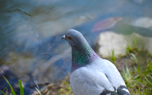 Gray Dove from Chrome web store to be run with OffiDocs Chromium online Gray Dove from Chrome web store to be run with OffiDocs Chromium online