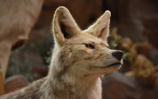 Gray wolf and yellow eyes from Chrome web store to be run with OffiDocs Chromium online Gray wolf and yellow eyes from Chrome web store to be run with OffiDocs Chromium online