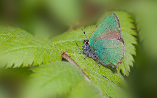 Green Butterfly on Leaf from Chrome web store to be run with OffiDocs Chromium online Green Butterfly on Leaf from Chrome web store to be run with OffiDocs Chromium online