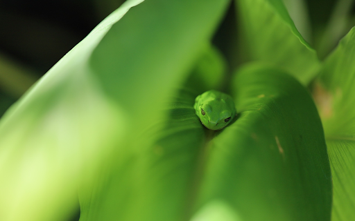 Green Frog from Chrome web store to be run with OffiDocs Chromium online Green Frog from Chrome web store to be run with OffiDocs Chromium online