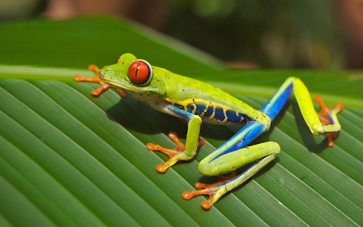Green frog lying on a leaf from Chrome web store to be run with OffiDocs Chromium online Green frog lying on a leaf from Chrome web store to be run with OffiDocs Chromium online