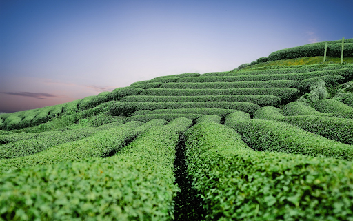 Green tea hill from Chrome web store to be run with OffiDocs Chromium online Green tea hill from Chrome web store to be run with OffiDocs Chromium online