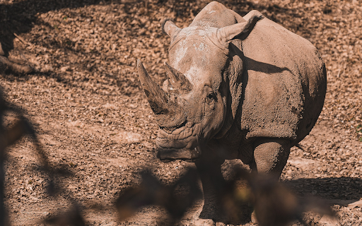 Grey Rhino from Chrome web store to be run with OffiDocs Chromium online Grey Rhino from Chrome web store to be run with OffiDocs Chromium online