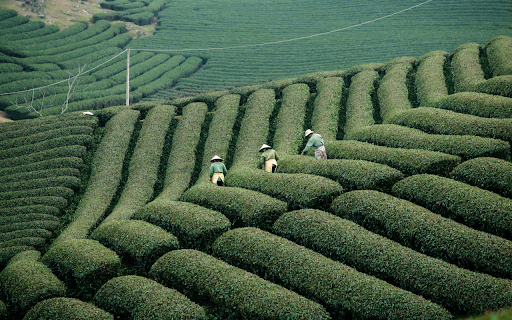 Harvesting tea from Chrome web store to be run with OffiDocs Chromium online Harvesting tea from Chrome web store to be run with OffiDocs Chromium online