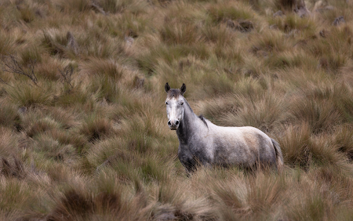 Horse in the big meadow from Chrome web store to be run with OffiDocs Chromium online Horse in the big meadow from Chrome web store to be run with OffiDocs Chromium online