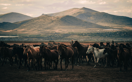 Horses on Field Near Mountains from Chrome web store to be run with OffiDocs Chromium online Horses on Field Near Mountains from Chrome web store to be run with OffiDocs Chromium online