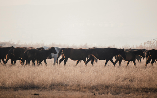 Horses on Grass Field from Chrome web store to be run with OffiDocs Chromium online Horses on Grass Field from Chrome web store to be run with OffiDocs Chromium online