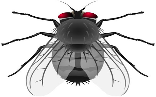 house fly wallpaper from Chrome web store to be run with OffiDocs Chromium online house fly wallpaper from Chrome web store to be run with OffiDocs Chromium online