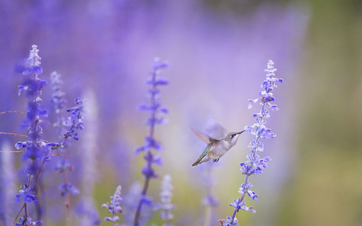 Hummingbirds suck nectar from Chrome web store to be run with OffiDocs Chromium online Hummingbirds suck nectar from Chrome web store to be run with OffiDocs Chromium online