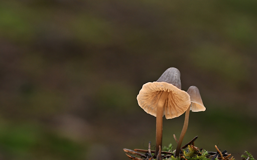 Humus Mushrooms from Chrome web store to be run with OffiDocs Chromium online Humus Mushrooms from Chrome web store to be run with OffiDocs Chromium online