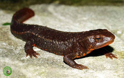 iguana wallpaper from Chrome web store to be run with OffiDocs Chromium online iguana wallpaper from Chrome web store to be run with OffiDocs Chromium online