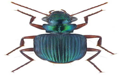 iridescent colored bug wallpaper from Chrome web store to be run with OffiDocs Chromium online iridescent colored bug wallpaper from Chrome web store to be run with OffiDocs Chromium online