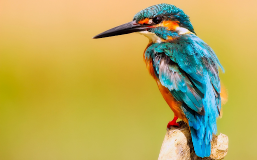 Kingfisher bird close up from Chrome web store to be run with OffiDocs Chromium online Kingfisher bird close up from Chrome web store to be run with OffiDocs Chromium online