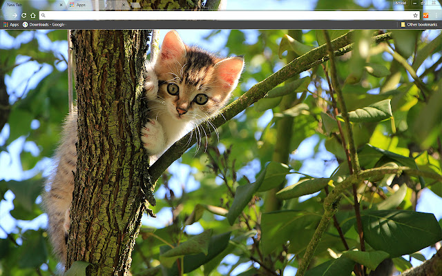 Kitten In A Tree from Chrome web store to be run with OffiDocs Chromium online Kitten In A Tree from Chrome web store to be run with OffiDocs Chromium online