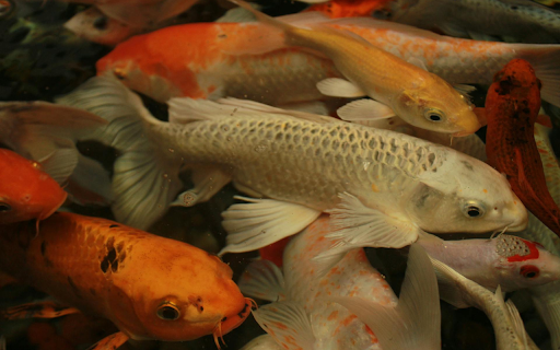 Koi Fish from Chrome web store to be run with OffiDocs Chromium online Koi Fish from Chrome web store to be run with OffiDocs Chromium online