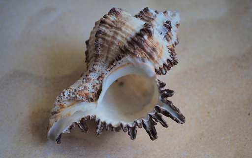 Large snail shell lying on the sand from Chrome web store to be run with OffiDocs Chromium online Large snail shell lying on the sand from Chrome web store to be run with OffiDocs Chromium online