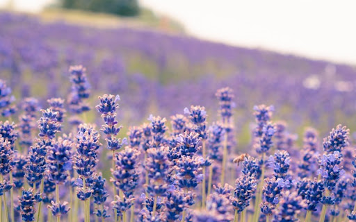 LAVENDER Theme from Chrome web store to be run with OffiDocs Chromium online LAVENDER Theme from Chrome web store to be run with OffiDocs Chromium online