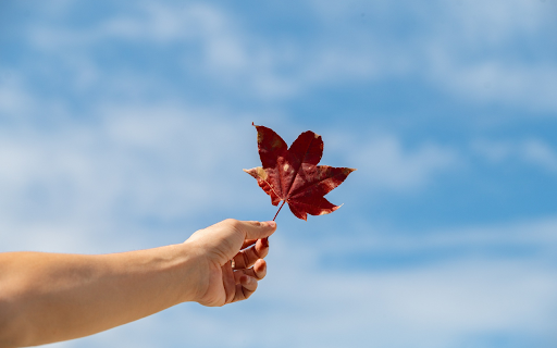 Leaf and sky from Chrome web store to be run with OffiDocs Chromium online Leaf and sky from Chrome web store to be run with OffiDocs Chromium online