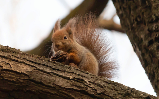 Little squirrel on the tree from Chrome web store to be run with OffiDocs Chromium online Little squirrel on the tree from Chrome web store to be run with OffiDocs Chromium online