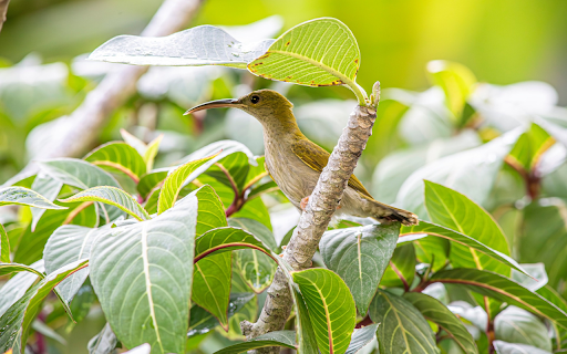 Long Beaked Blue Bird from Chrome web store to be run with OffiDocs Chromium online Long Beaked Blue Bird from Chrome web store to be run with OffiDocs Chromium online