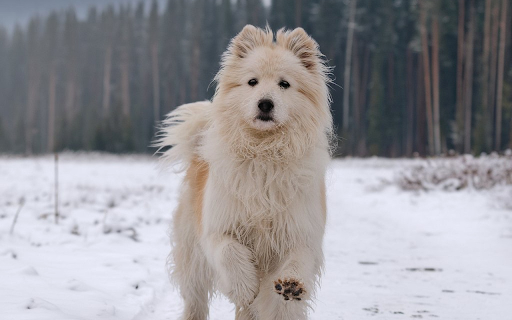 Long haired white dog from Chrome web store to be run with OffiDocs Chromium online Long haired white dog from Chrome web store to be run with OffiDocs Chromium online