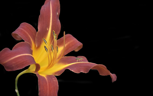 Long petal flowers from Chrome web store to be run with OffiDocs Chromium online Long petal flowers from Chrome web store to be run with OffiDocs Chromium online