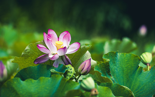 Lotus blooms from Chrome web store to be run with OffiDocs Chromium online Lotus blooms from Chrome web store to be run with OffiDocs Chromium online