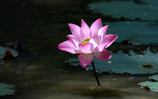 Lotus blooms in the middle of the lagoon from Chrome web store to be run with OffiDocs Chromium online Lotus blooms in the middle of the lagoon from Chrome web store to be run with OffiDocs Chromium online
