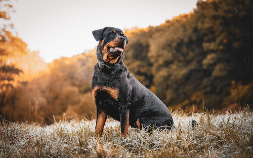 Loyal Guardian in Autumn Light from Chrome web store to be run with OffiDocs Chromium online Loyal Guardian in Autumn Light from Chrome web store to be run with OffiDocs Chromium online