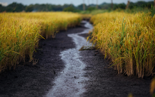 Lush Rice Fields from Chrome web store to be run with OffiDocs Chromium online Lush Rice Fields from Chrome web store to be run with OffiDocs Chromium online