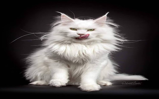 Maine Coon Cat Wallpaper from Chrome web store to be run with OffiDocs Chromium online Maine Coon Cat Wallpaper from Chrome web store to be run with OffiDocs Chromium online