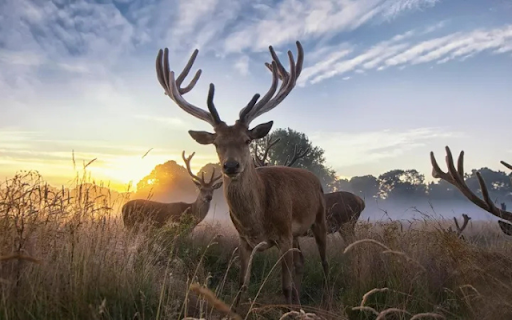 Majestic Deer: The Graceful Guardian of the Forest from Chrome web store to be run with OffiDocs Chromium online Majestic Deer: The Graceful Guardian of the Forest from Chrome web store to be run with OffiDocs Chromium online