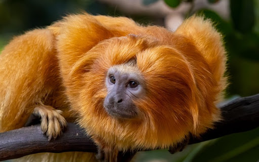 MONKEY THEME from Chrome web store to be run with OffiDocs Chromium online MONKEY THEME from Chrome web store to be run with OffiDocs Chromium online