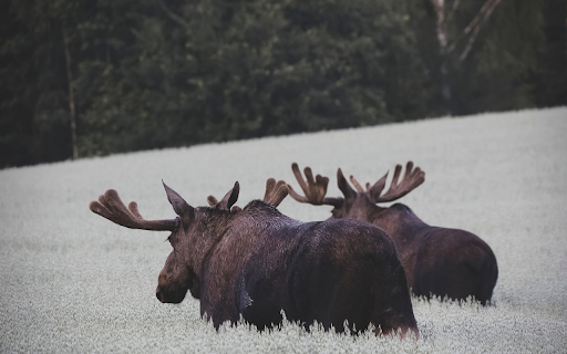 Moose in the Misty Meadow from Chrome web store to be run with OffiDocs Chromium online Moose in the Misty Meadow from Chrome web store to be run with OffiDocs Chromium online