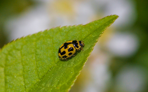 Moss Green Bug from Chrome web store to be run with OffiDocs Chromium online Moss Green Bug from Chrome web store to be run with OffiDocs Chromium online