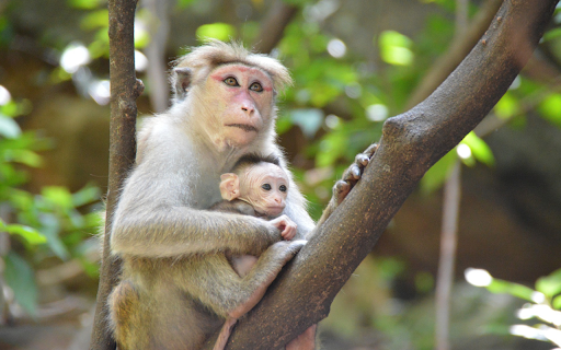 Mother and Baby Monkey in the Tree from Chrome web store to be run with OffiDocs Chromium online Mother and Baby Monkey in the Tree from Chrome web store to be run with OffiDocs Chromium online