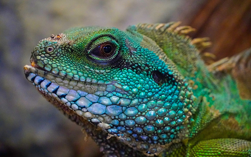 Multicolored lizards from Chrome web store to be run with OffiDocs Chromium online Multicolored lizards from Chrome web store to be run with OffiDocs Chromium online