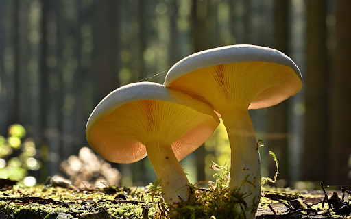 Mushrooms in the Sun from Chrome web store to be run with OffiDocs Chromium online Mushrooms in the Sun from Chrome web store to be run with OffiDocs Chromium online