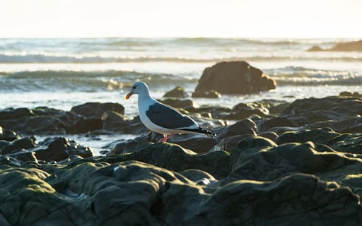 OCEAN BAY Theme from Chrome web store to be run with OffiDocs Chromium online OCEAN BAY Theme from Chrome web store to be run with OffiDocs Chromium online