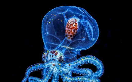 OCTOPUS THEME from Chrome web store to be run with OffiDocs Chromium online OCTOPUS THEME from Chrome web store to be run with OffiDocs Chromium online